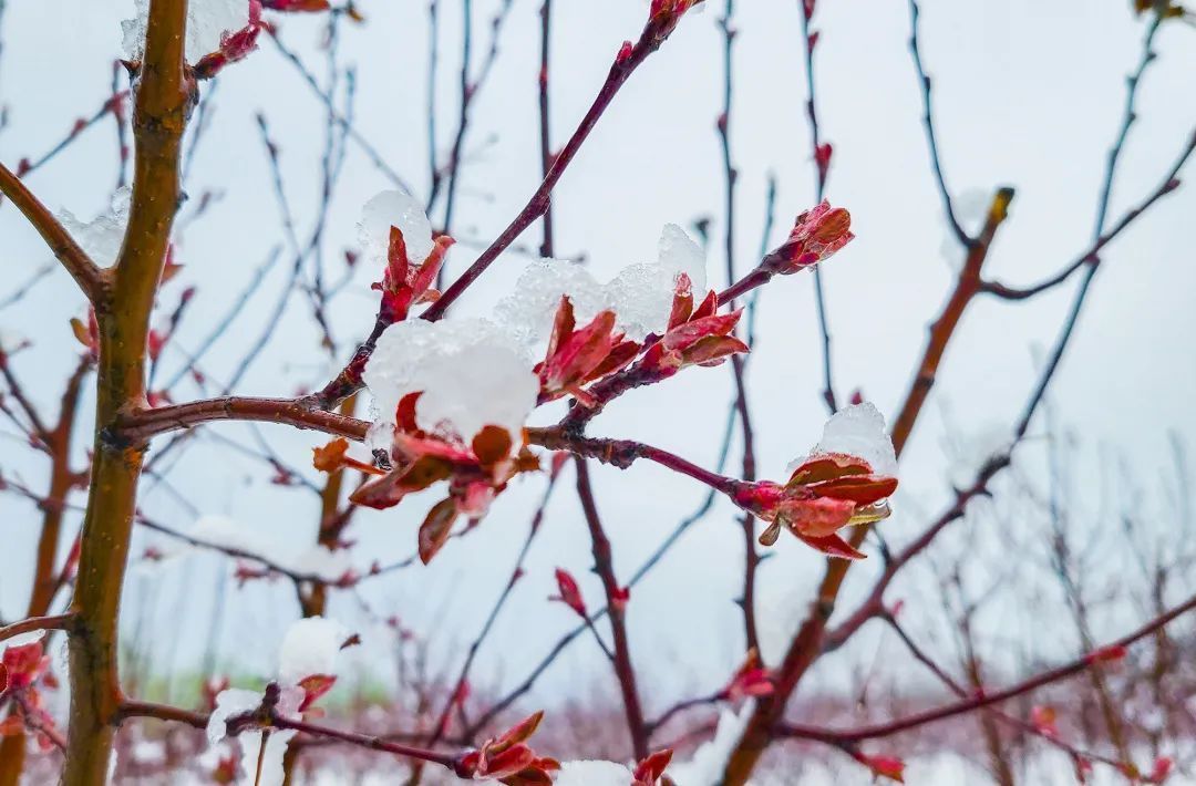 瑞雪迎春到|视觉齐鲁 |瑞雪迎春到\＂,\＂i1\＂:\＂视觉齐鲁