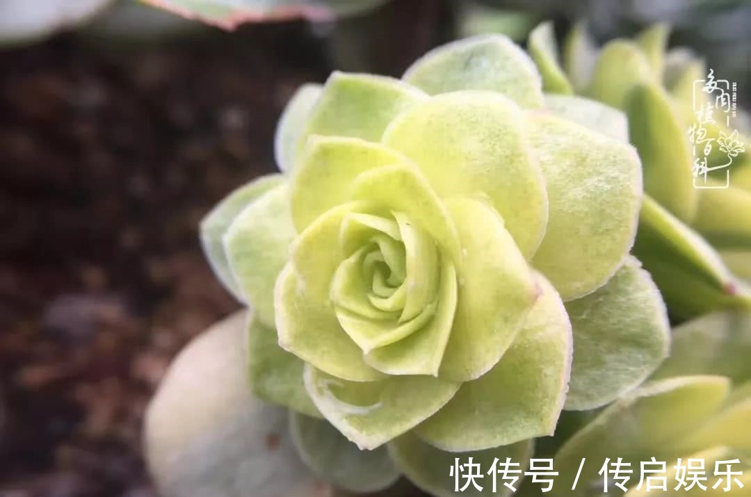 科普“山地玫瑰锦”万中无一，仙气缭绕！附养护知识！