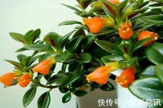 4种容易爆盆的花，吊起来养更合适，开花非常美