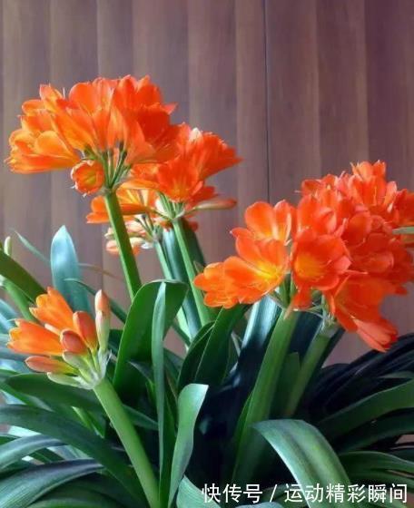 冬天养君子兰,定期喂点“小零食”,根正苗壮,开花一茬接一茬