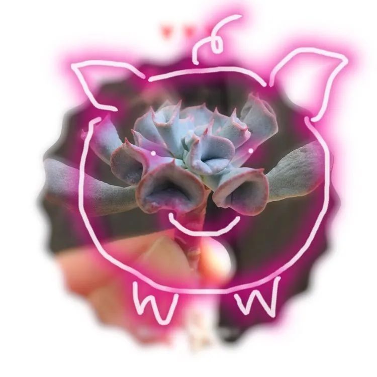 置身于美丽的多肉花园，我就是那快乐无比的多肉园丁！