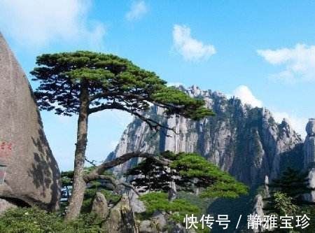 黄山迎客松|中国4棵“名贵”的树：除了黄山迎客松，你还知道几棵？