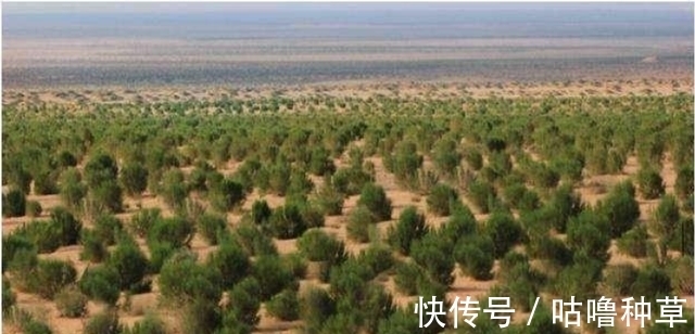 降雨量|被质疑造假？马云花巨资绿化沙漠，2016对比2021，真实数据打脸！
