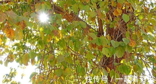 野荔枝|农村野果从小吃到大,殊不知树干被称“帝王木”,经济效益可观