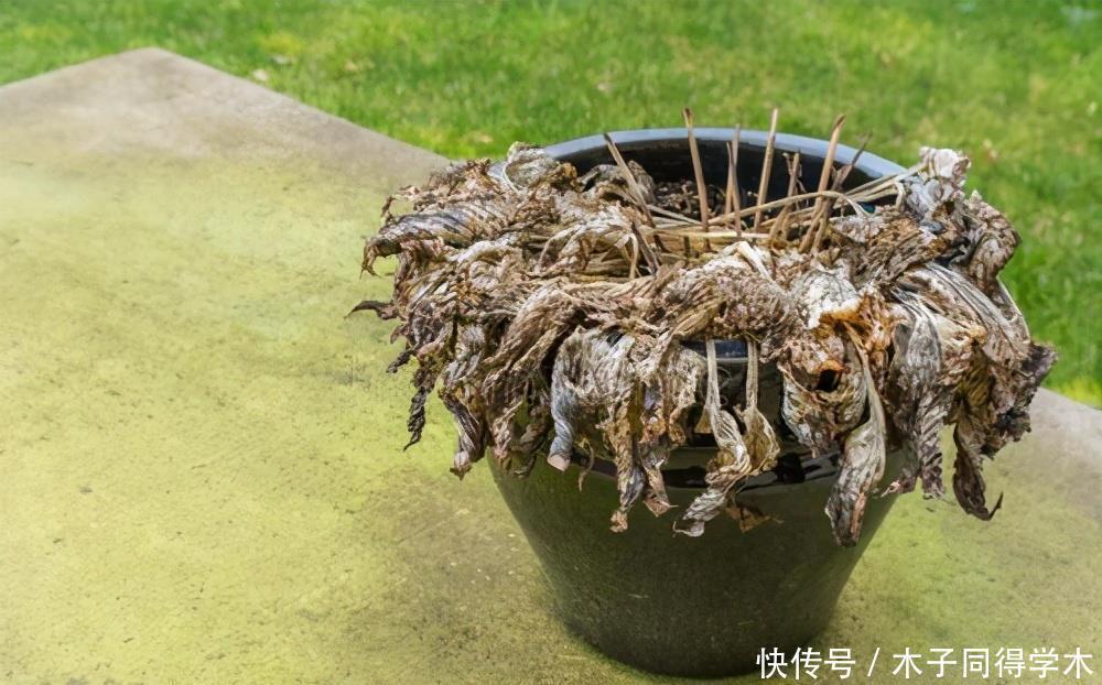 零下20度“装死”的这些花,个个“真汉子”,来年春天的爆花王