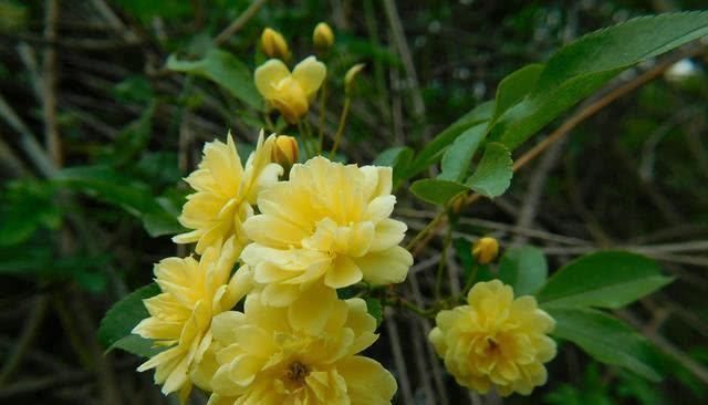 桂花香|家中别再乱养花了比桂花香10倍,花香袭人满院飘香