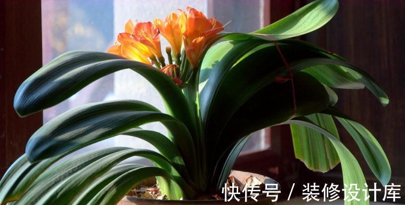 发酵|养花“法宝”松针该怎么用?单独使,加工后用,谨记这些准没错