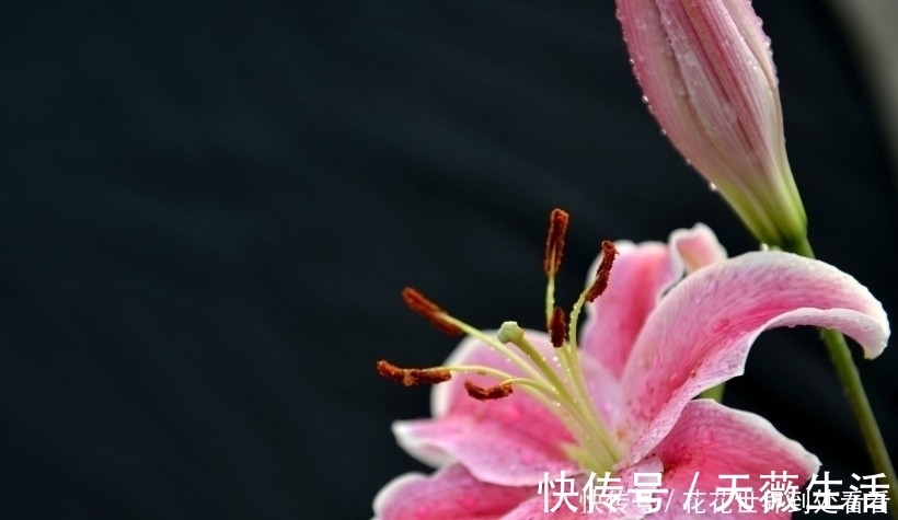 桃花朵朵开|具有恋爱天分，桃花朵朵开，魅力无限，异性缘太旺的4大生肖