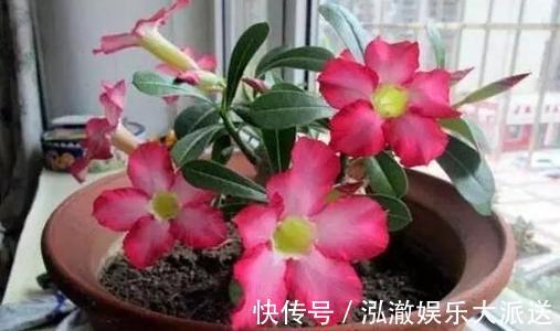 温度过高|客厅2个地方,千万别养花,不能忽视,养了也尽快搬走!