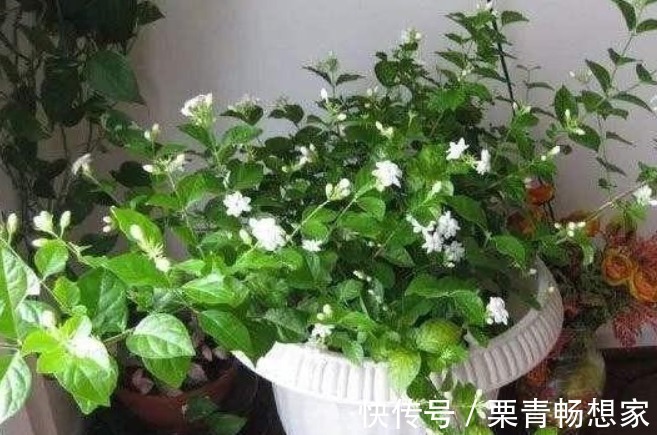 酸性|栀子花、茉莉花、都爱喝“1种液体”,用后叶子绿、开花旺