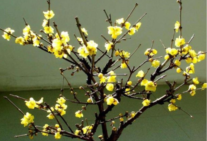 冬天就养“5种花”,耐旱又耐冷,养阳台不用管,一整冬开花不停