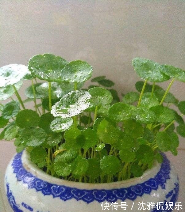 养铜钱草要“抓重点”,记住“2多1勤快”,叶子比硬币大2倍