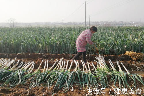 同样都是大葱,看看南方吃的大葱,再看看北方吃的大葱,我凌乱了