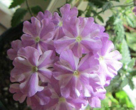 养花试试此款花期长的，花朵粉嫩丰腴，绚丽夺目