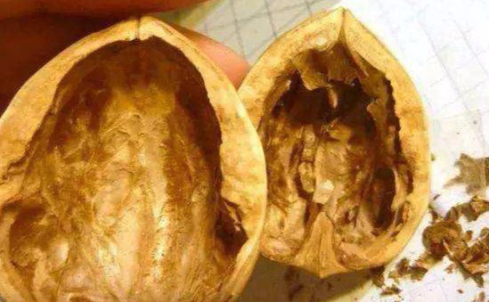 烦恼|核桃壳不要扔了,用水煮一煮,能解决许多人的烦恼,为健康需重视