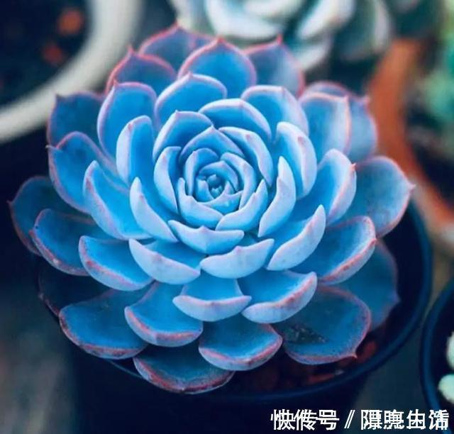 如果你家里还有空盆 不妨养几盆月影系多肉 皮实 好养 上色快 粉紫色 如果你家里还有空盆 不妨养几盆月影系多肉 皮实 好养 上色快 粉紫色