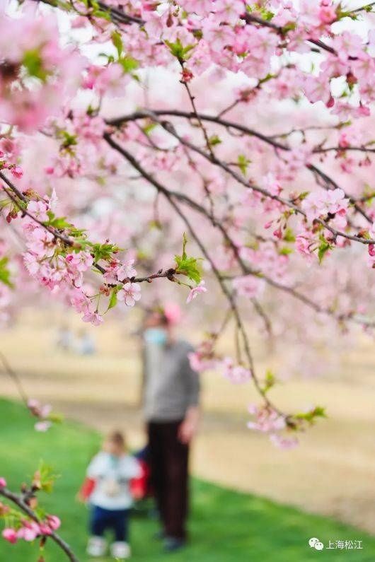 梅花、樱花、玉兰、二月兰……松江早春赏花图鉴来了