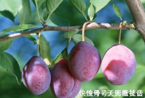 中医|痔疮的“天敌”被中医发现,每天吃一点,活血化瘀,轻松赶跑痔疮!