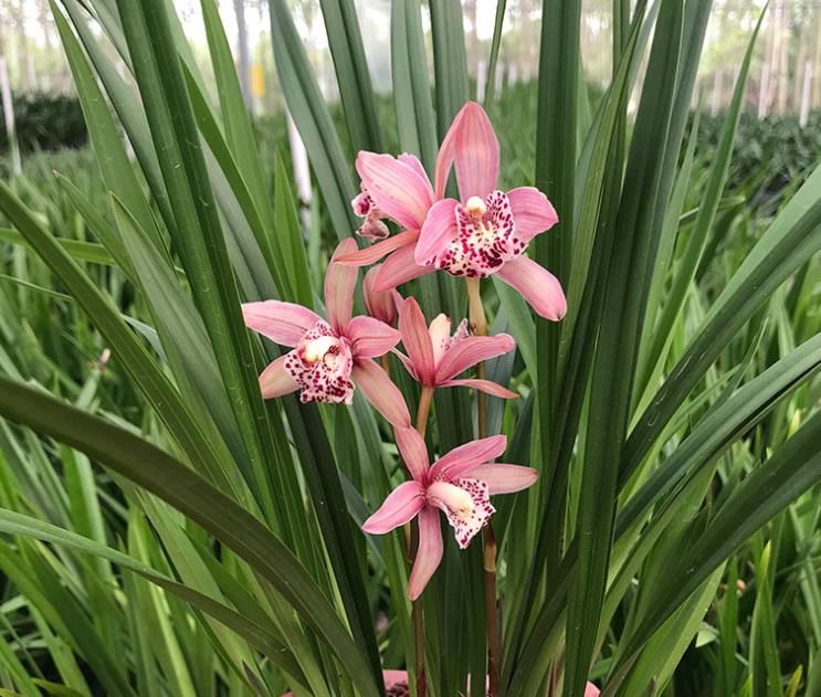  红满天兰花|比晚霞还红的兰花，花大色艳，花香浓郁，是喜庆兰花名品