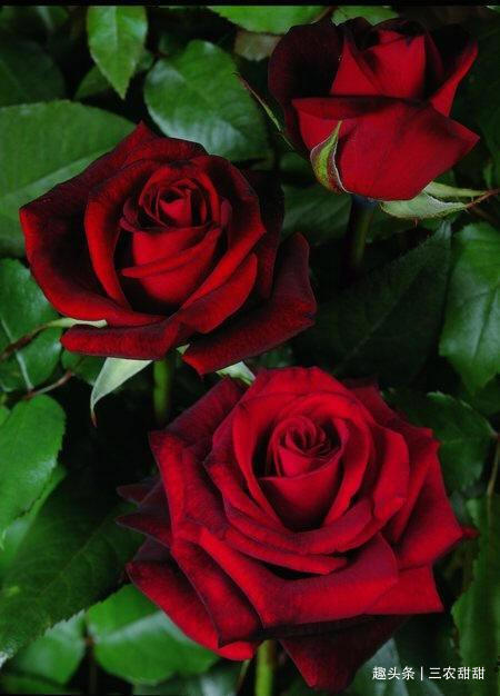 花卉|此花,比牡丹漂亮,比桂花还香,家里放一盆,能熏一室香,超赞!