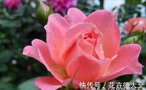 值得入手的6款月季花,花型标准花期长,漂亮又好养,阳台也能种