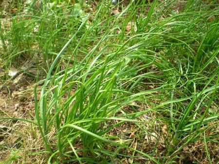 大山珍|農村不起眼的9大山珍,認識4個以上,說明你是真正的農村人!