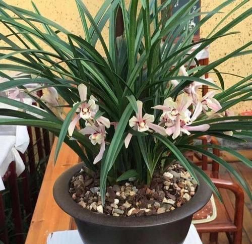 如果你在家里养这两朵花,炉子越小,每个人就越想养好“精品”