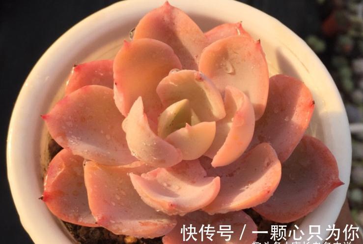 多肉雪凤茎秆粗壮，叶片又白又通透，你有没有看出它的来历？