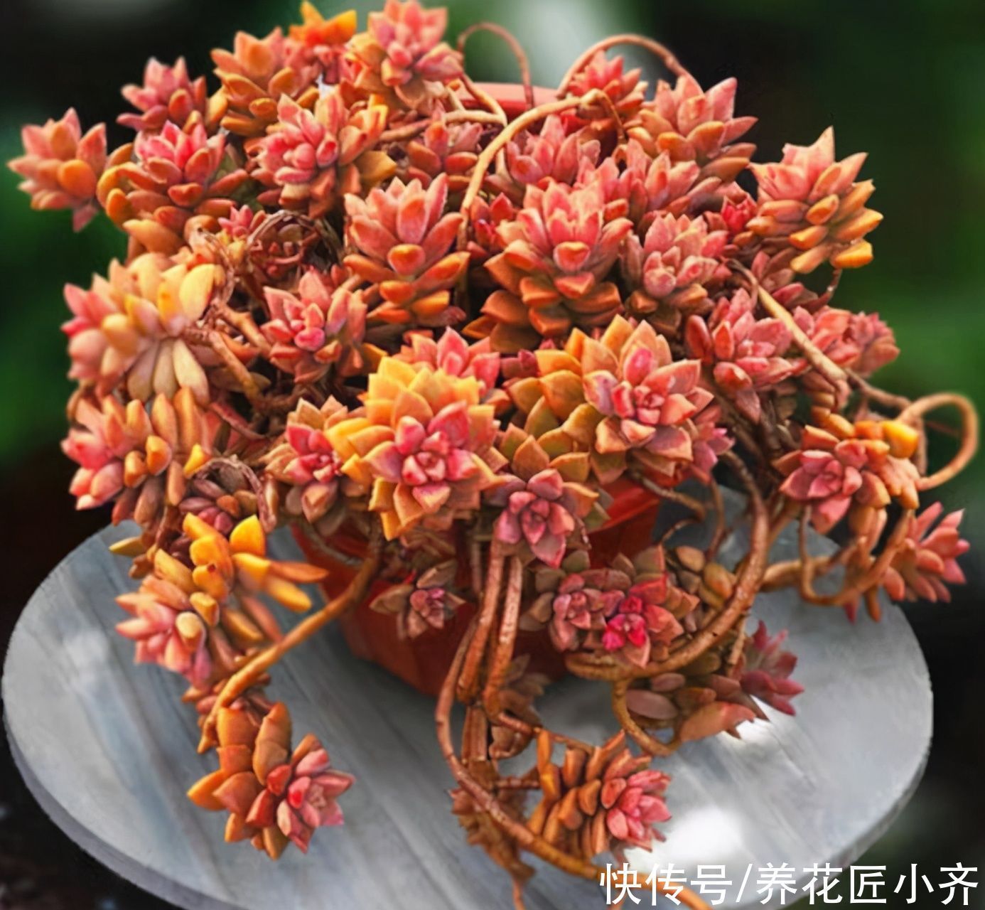 鹿角海棠|7种多肉适合“吊着养”,枝条“流出”花盆,养出状态最美