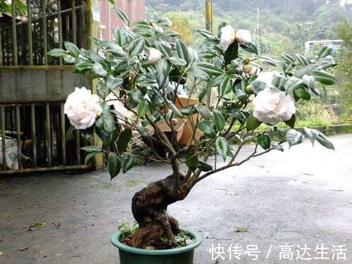 自制|自制水果皮花肥，当花肥，又调节酸碱度！