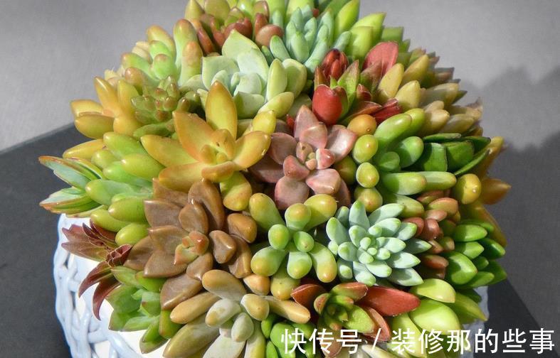 老花匠们|多肉长得好或坏,有很多原因,这3条因素占了一大半