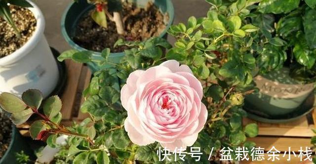 光照|月季花中的“女王”,想要养好它,需要注意8个方面