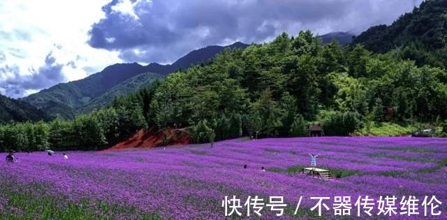 浪漫|「鱼凫香山」许你一场紫色的浪漫