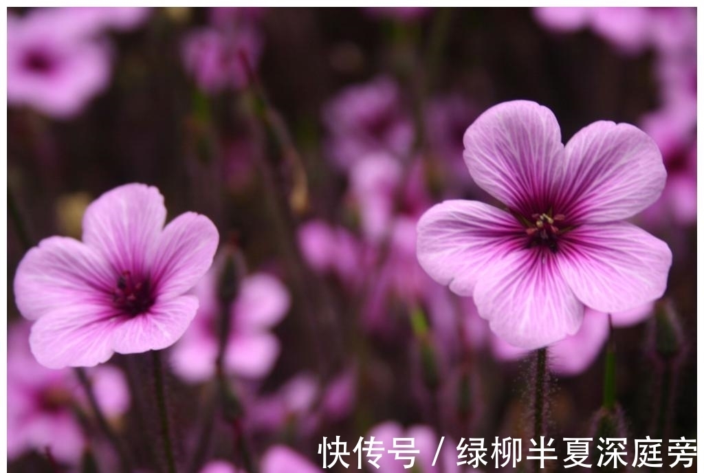 8月18号是什么星座