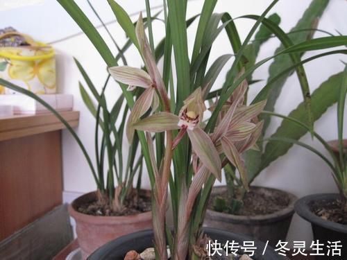 回顾2020年家庭花卉“8巨头”:第1种年年火,第4种人人爱