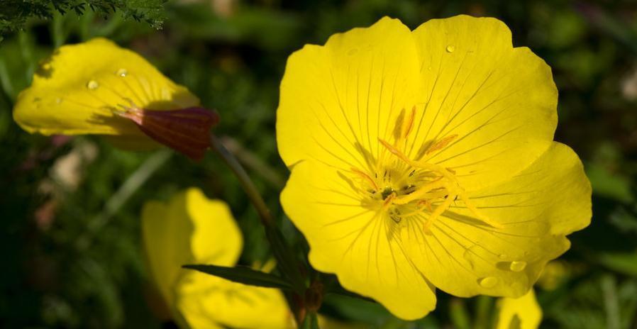 鲜艳|月见草如何才能开花多,学会这样养护,花多又鲜艳