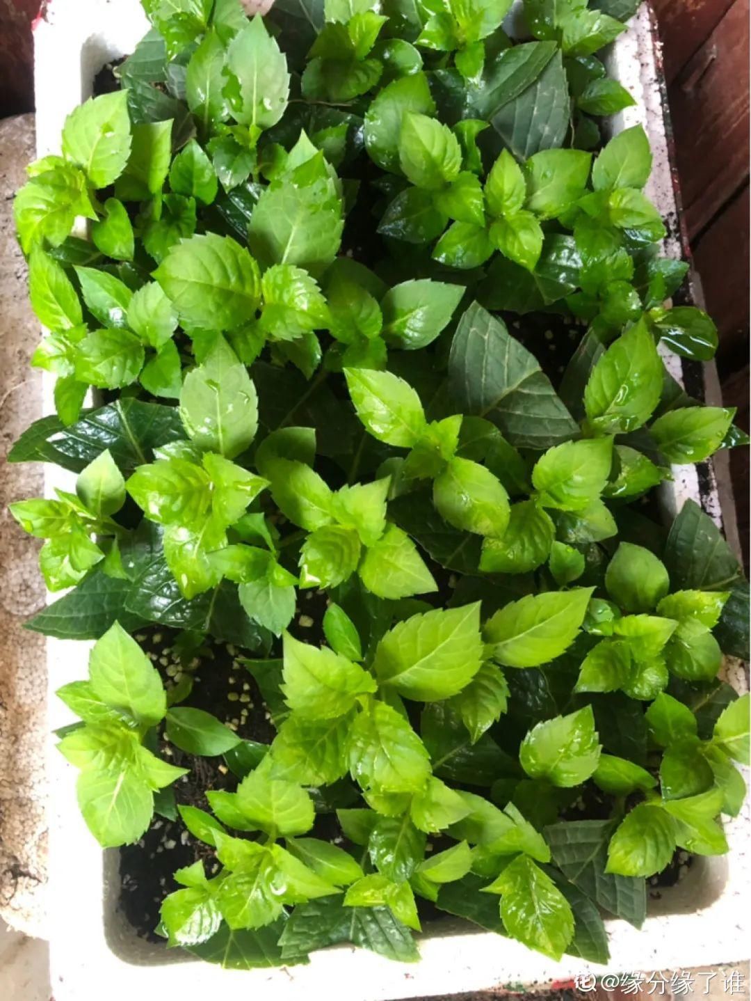 花手鞠|夏天扦插最好活，剪个枝条插土里，10天就生根