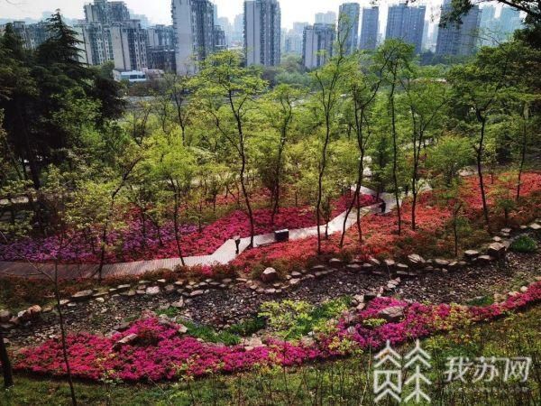 杜鹃花开春满城 江苏各地杜鹃盛放