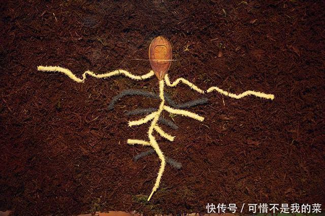 Brain Dead x Reebok田园联名!登记刚刚开启