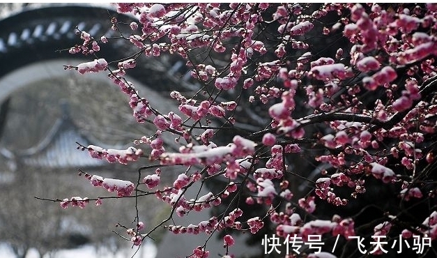 梅须逊雪@诗词欣赏/七绝.梅韵其一(附悬联并求对)