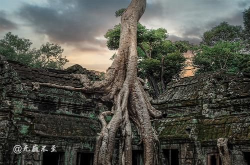 中年|塔布隆寺——古树与神庙的爱恨情仇，化作生死相依的永世缠绵