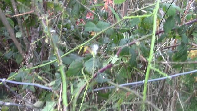 让人胆寒的恐怖植物，花朵上有剃刀状的长刺，特别容易自燃