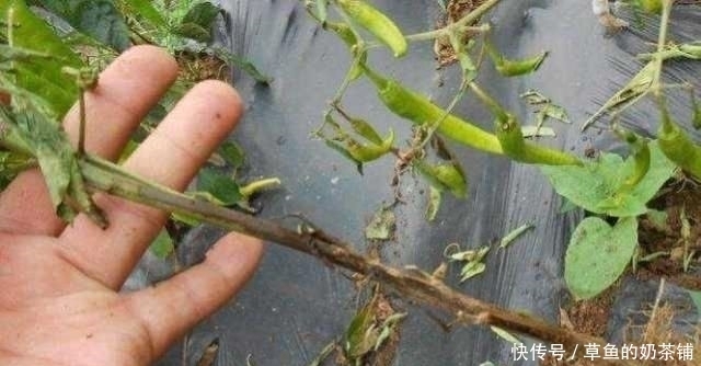 妙用|摘完辣椒,辣椒根千万别扔!有“妙用”,家家户户用得着,还省钱