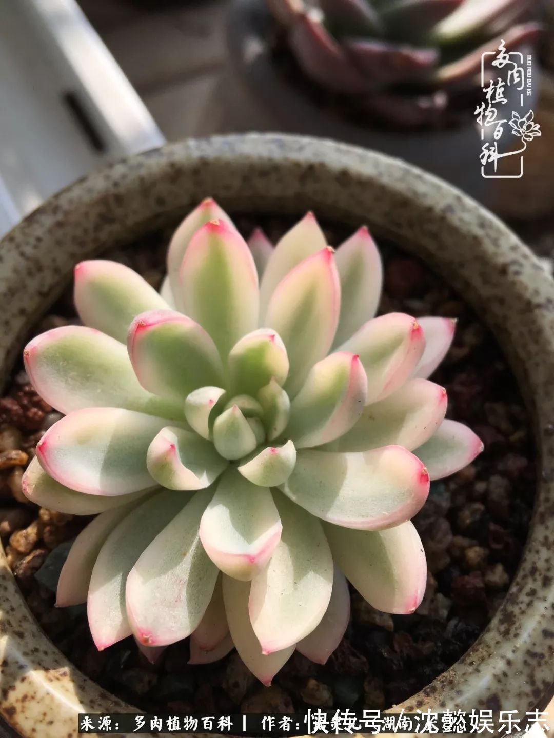 阳台党|邂逅多肉,爱折腾的阳台党,总能收获简单纯粹的快乐!