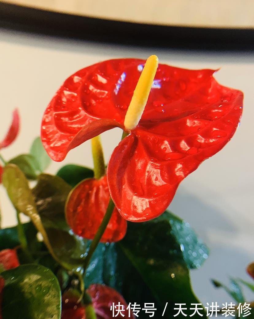 仙客来|家庭常见花卉养护要点,看完你就都会了(下)