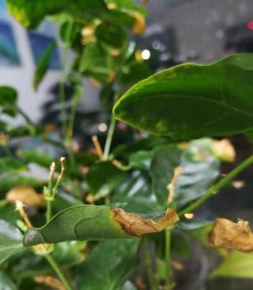 开花|茉莉花叶片焦枯,有2种“病因”,避开养护,生长不断,开花爆盆