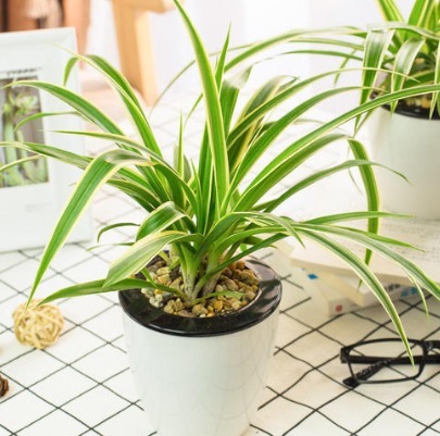 养好金边吊兰,几个细节要做好,叶片不干不焦枯,爆盆挂满小吊兰