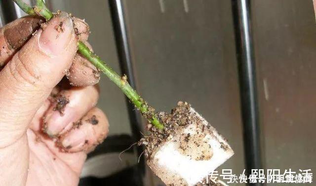 扦插月季不生根？用这捂一捂，过几天“冒白根”，变成月季大户