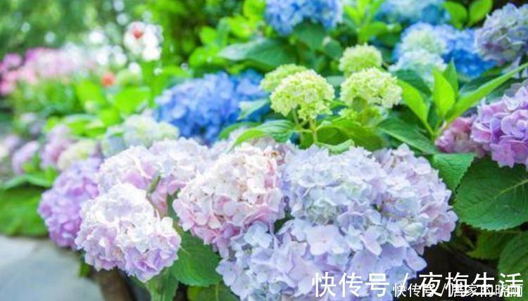 家里要养4种花,开花吉祥又喜庆,一开就300多天!