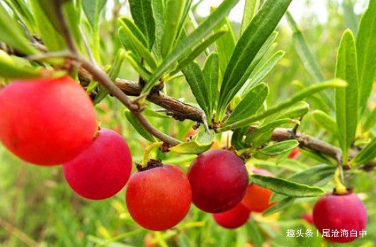 马茹子|女性要排毒,离不开4种食物,滋阴降火,能够养颜,滋养女性子宫